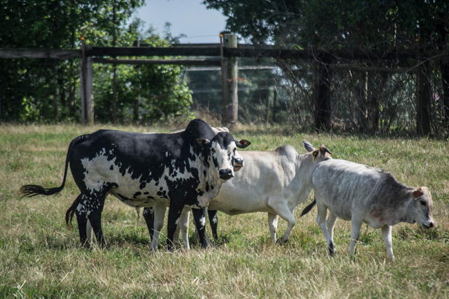 mini zebu