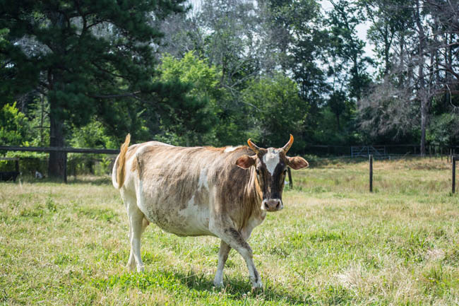 zebu