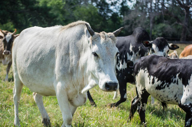 zebu bull