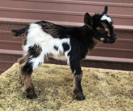 Little Tots Estate Nigerian Dwarf Goats and Karakachan Livestock ...